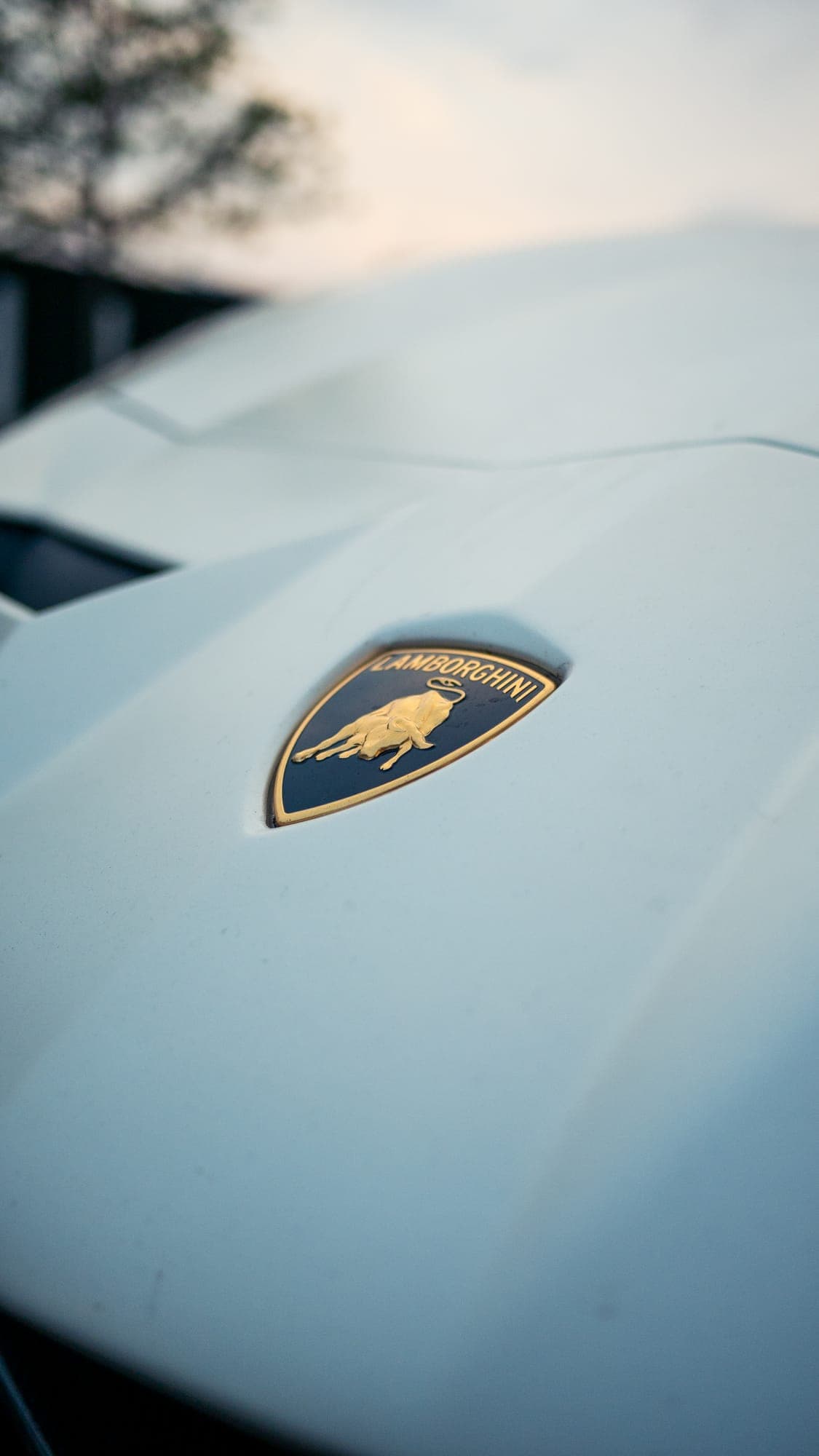 Gold Lamborghini crest badge close up on a white hood, soft sunset sky behind.