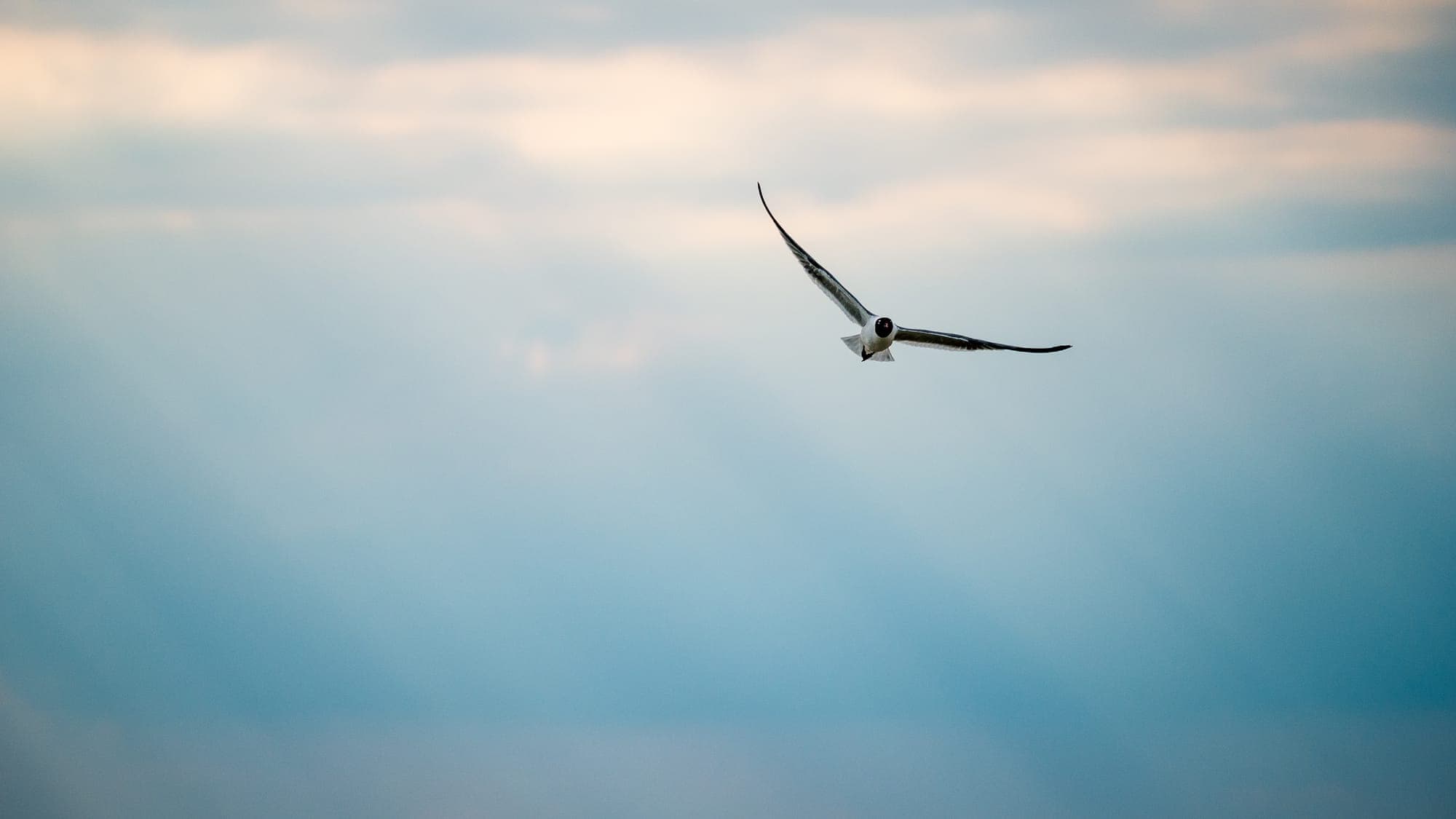 Gull gliding through a vast bank of blue and cream clouds, wings spread wide in soft evening light.