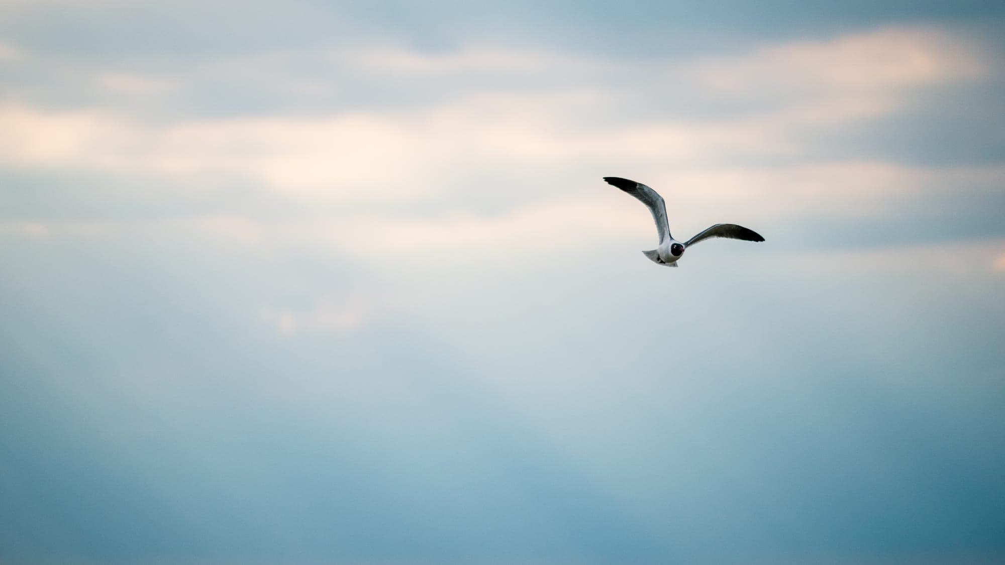 A lone gull banks through a soft expanse of blue-grey cloud tinged with pale pink dusk light, its dark wingtips the only sharp form in the haze.