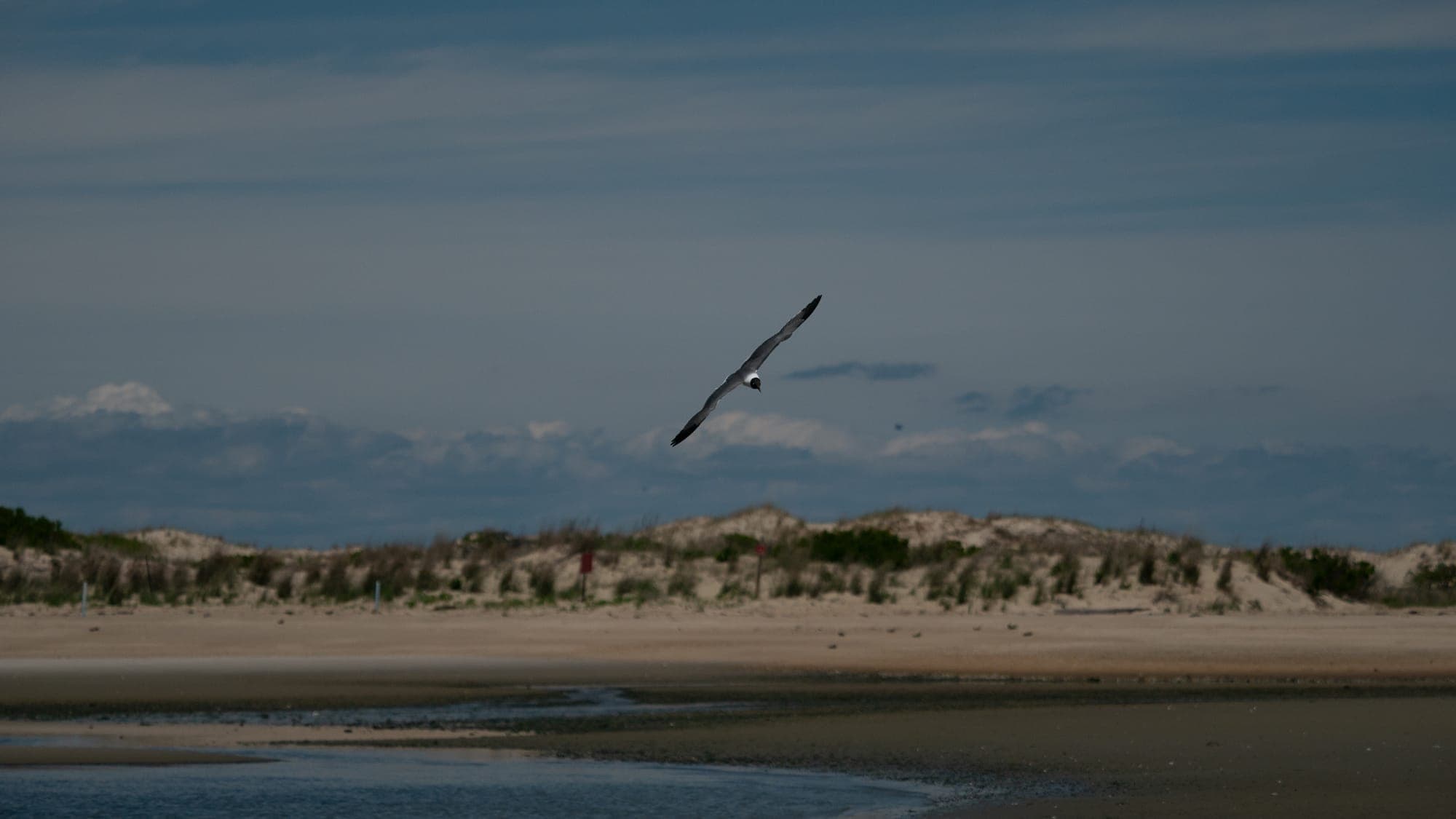A gull glides above a wide tidal beach backed by grassy dunes, with banks of cloud stacked low on the horizon under a moody blue sky.