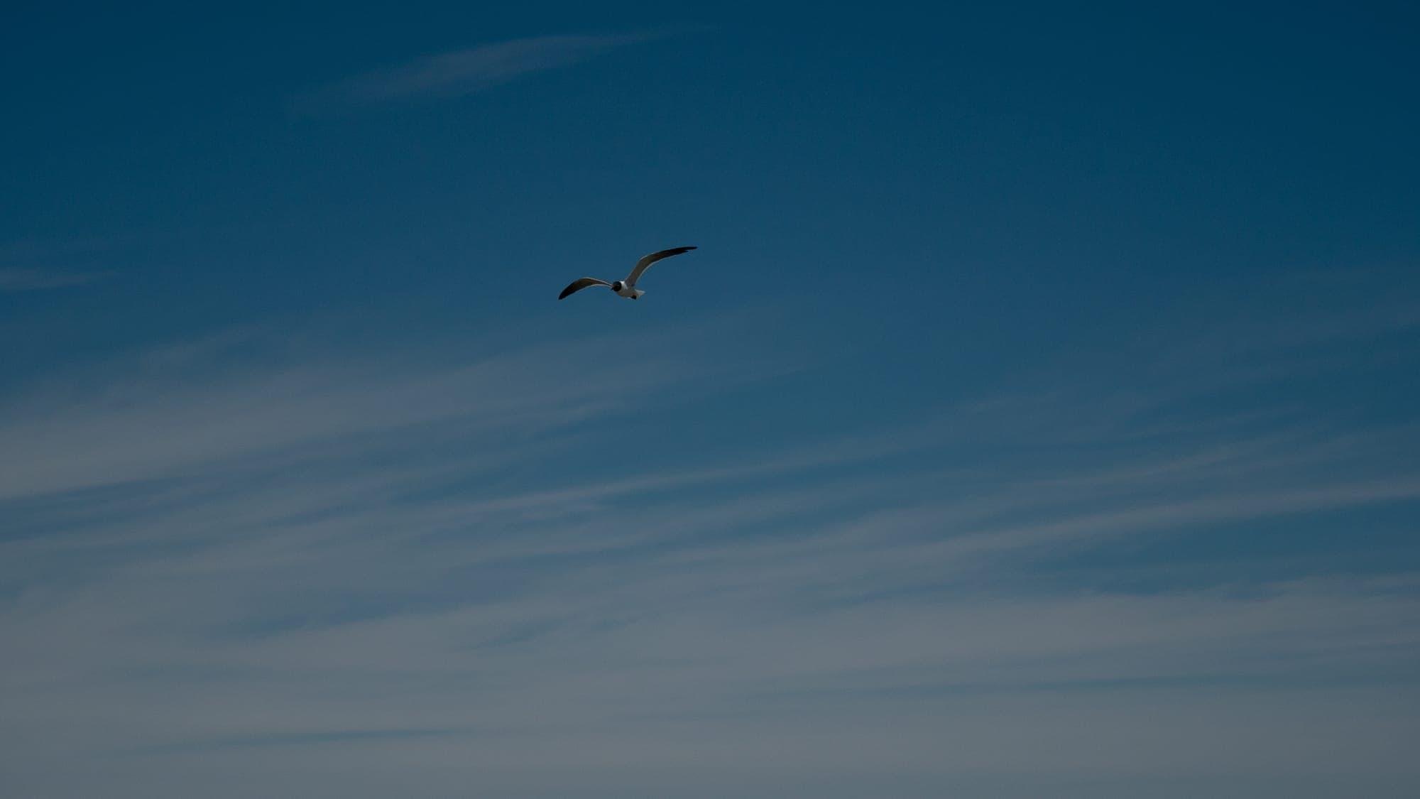 A gull soars alone through a deep blue sky streaked with thin bands of cirrus, dwarfed by the open space around it.