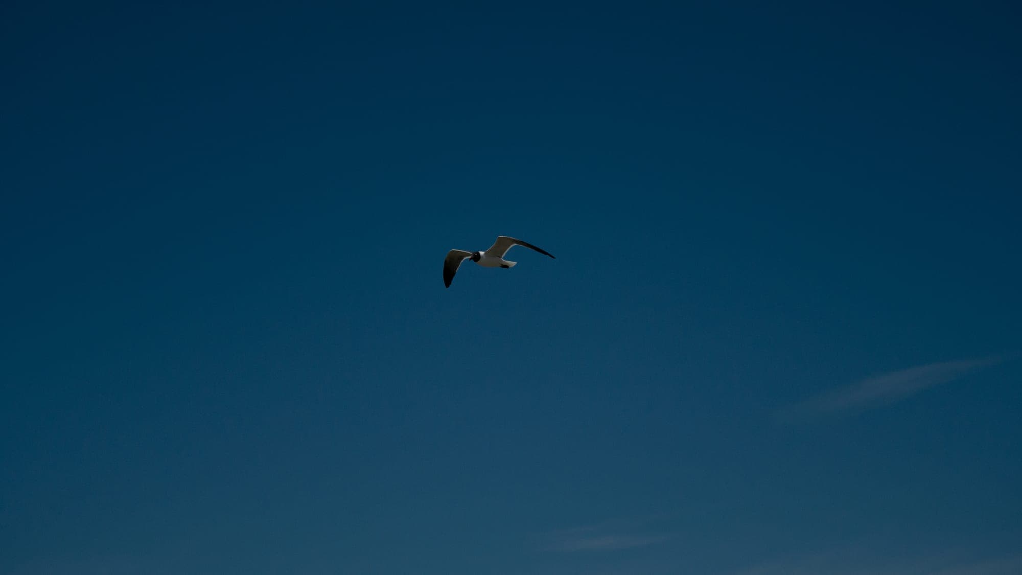A single gull hangs in a vast, nearly empty dark blue sky, a small bright shape against the deep midday tone.