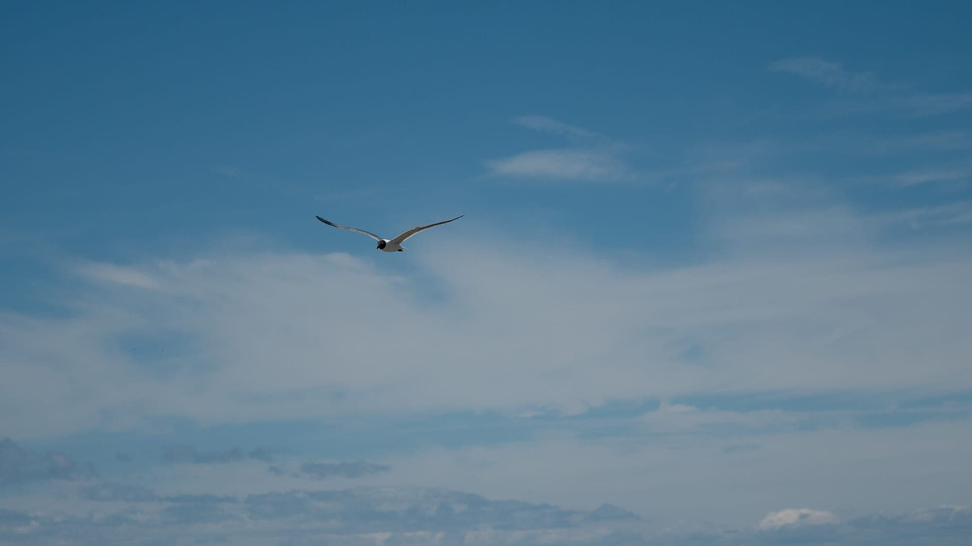 A laughing gull with crisp black head and raised wings flies along the shoreline, a distant boat cutting a wake across the calm blue bay behind it.