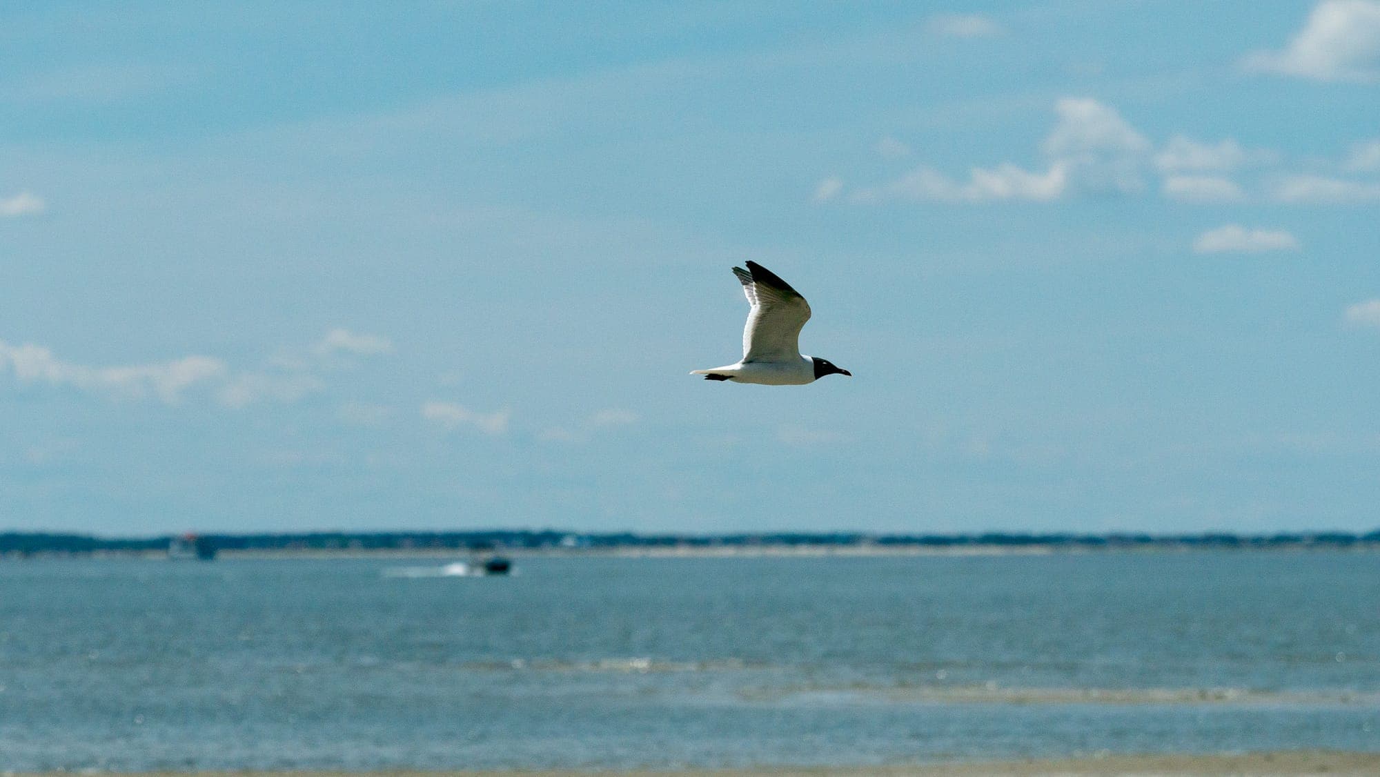 A laughing gull passes close overhead in bright daylight, wings lifted mid-stroke above the flat blue water and far shoreline of the bay.