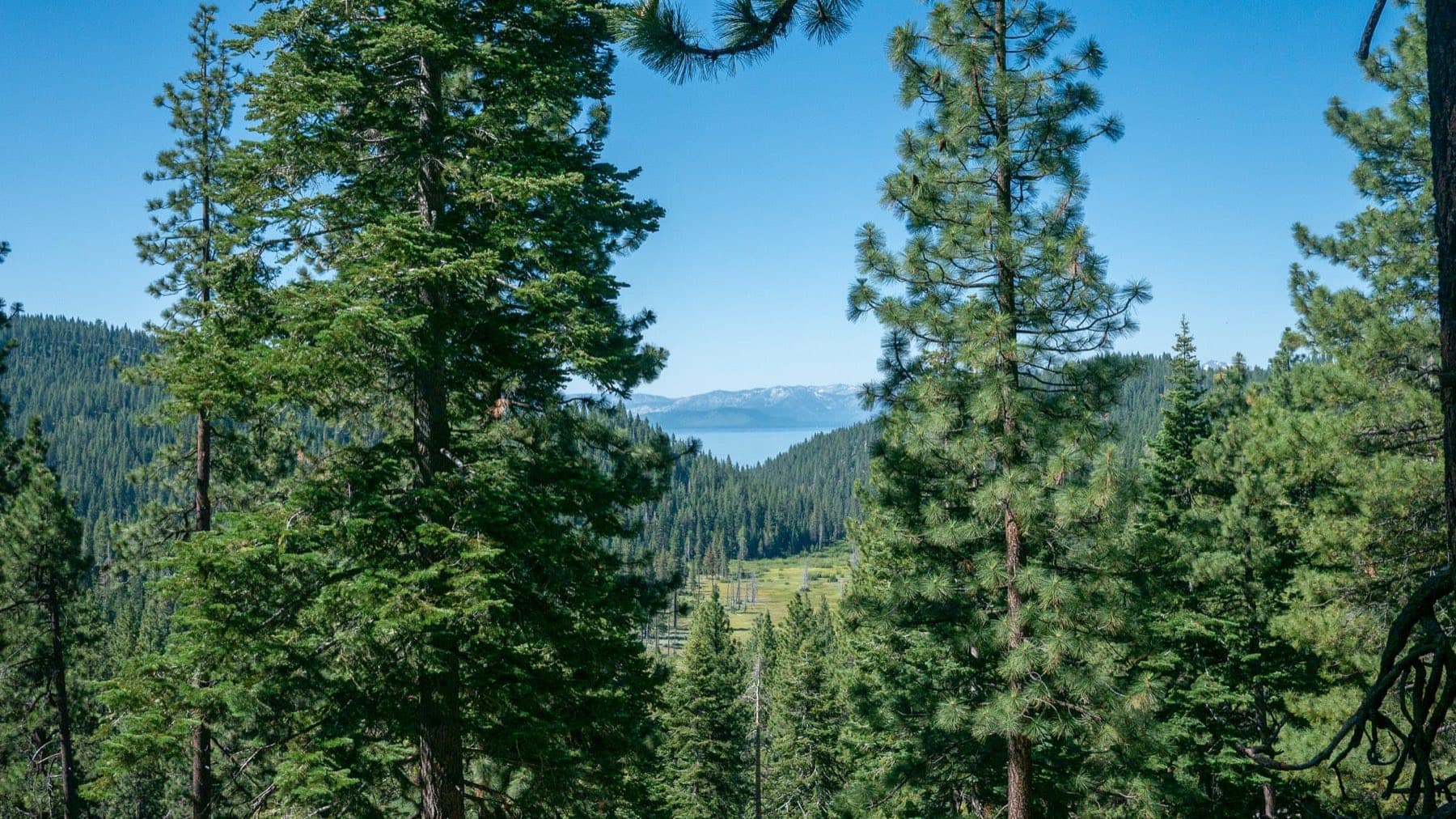 Lake Tahoe glimpsed in the distance between tall pine trunks from a forested ridge, deep blue water under a clear midday sky.